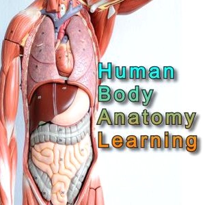 anatomy learning - 3d 解剖学 资源封面