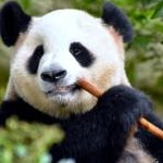 kumakuma蛋糕 软件封面