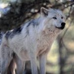 wolves原唱完整版 软件封面