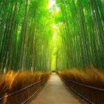 森林壁纸超清4k国外 资源封面