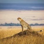 african 软件封面