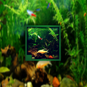 aquarium 中文 资源封面