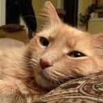 catwallet下载官网 资源封面