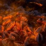 fire on fire lyrics lngshot 软件封面