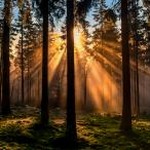 foresterMac版海外 资源封面
