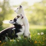 gogs api 软件封面