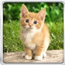 可爱小猫图片壁纸 软件封面