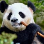 panda mouse pro 5.8 软件封面