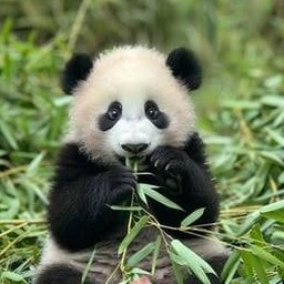 pandawiki 资源封面
