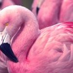 pinkwallet国际 资源封面