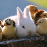 rabbit r1 软件封面